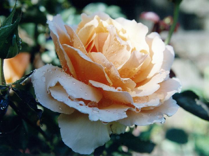(45) rose.jpg
